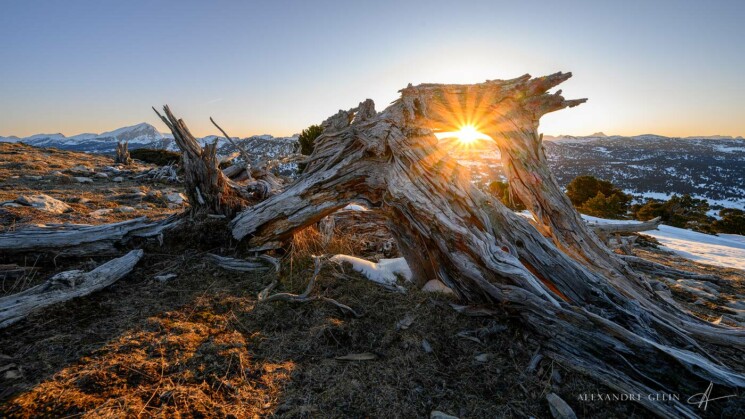 soleil arbre mort