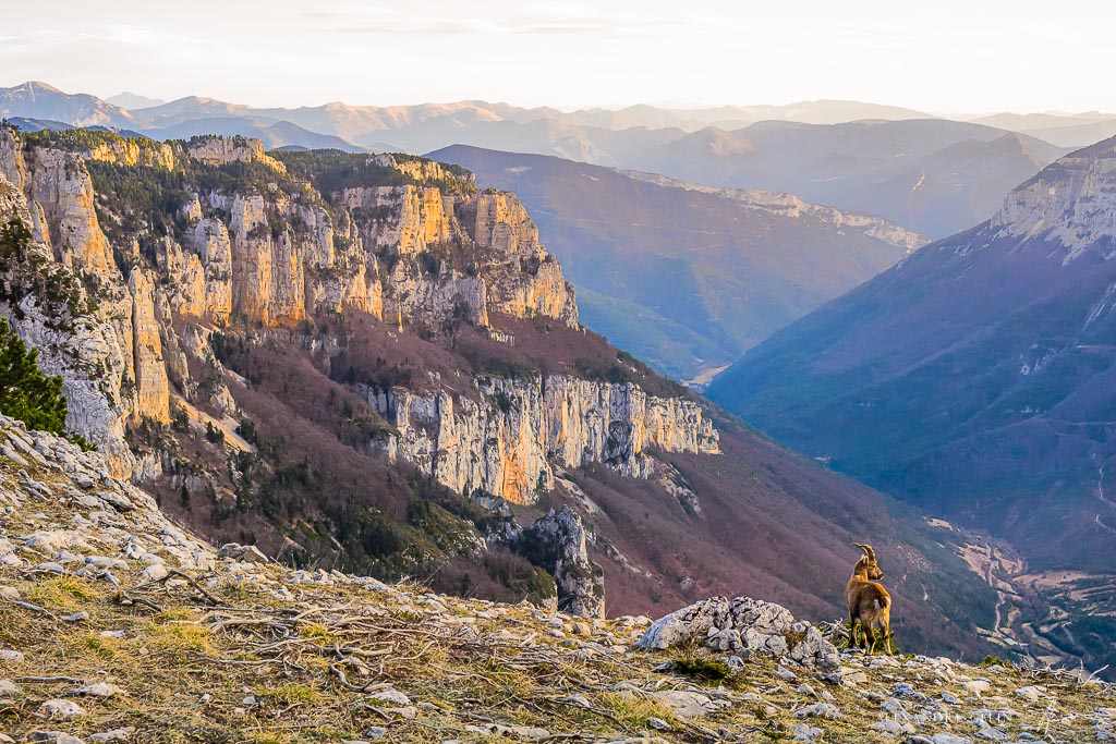 Stage photo Vercors : sur les traces des loups 22-23 mars 2025 – Image 4