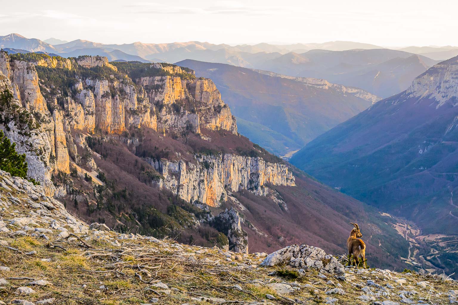 Stage photo Vercors : sur les traces des loups 25-26 avril 2026 – Image 4