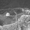 Stage photo Vercors : sur les traces des loups 22-23 mars 2025 – Image 5
