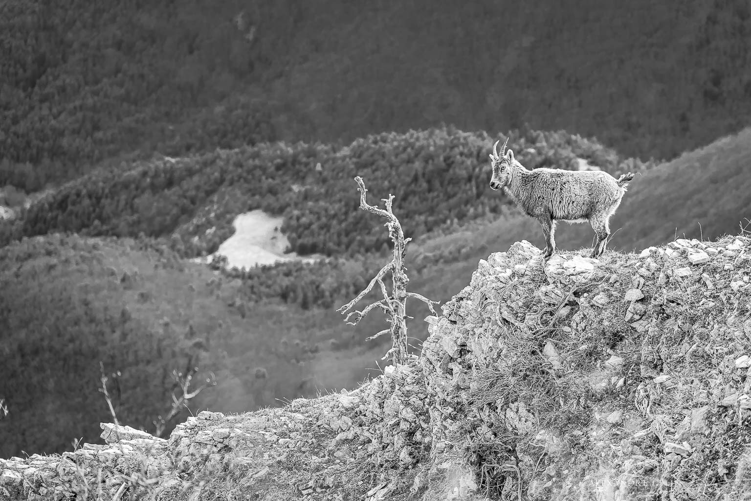 Stage photo Vercors : sur les traces des loups 25-26 avril 2026 – Image 5